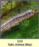 unidentified larva Q19