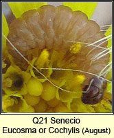unidentified larva Q21, Eucosma campoliliana or Cochylis atricapitana
