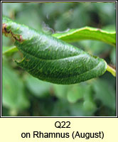 unidentified larva Q22