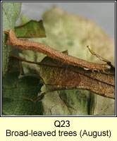 unidentified larva Q23