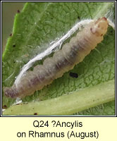 unidentified larva Q24, Ancylis