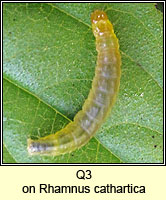 unidentified larva Q3
