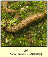 unidentified larva Q4, Scoparinae