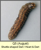 unidentified larva Q5