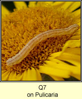 unidentified larva Q7