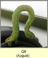 unidentified larva Q8