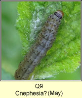 unidentified larva Q9, Cnephasia Q