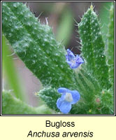 Bugloss, Anchusa arvensis