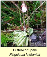 Butterwort,Pale, Pinguicula lusitanica