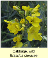 Cabbage, wild, Brassica oleracea