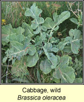 Cabbage, wild, Brassica oleracea