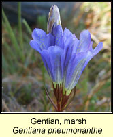 Gentian, marsh, Gentiana pneumonanthe