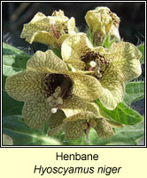 Henbane, Hyoscyamus niger