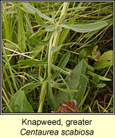 Knapweed, Greater, Centaurea scabiosa