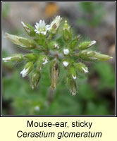 Mouse-ear, Sticky, Cerastium glomeratum