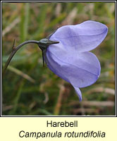 Harebell, Campanula rotundifolia