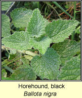 Horehound, black, Ballota nigra
