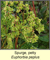 Spurge, petty, Euphorbia peplus