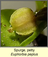 Spurge, petty, Euphorbia peplus