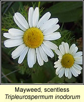 Mayweed, scentless, Tripleurspernum inodorum