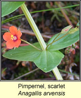 Pimpernel, scarlet, Anagallis arvensis