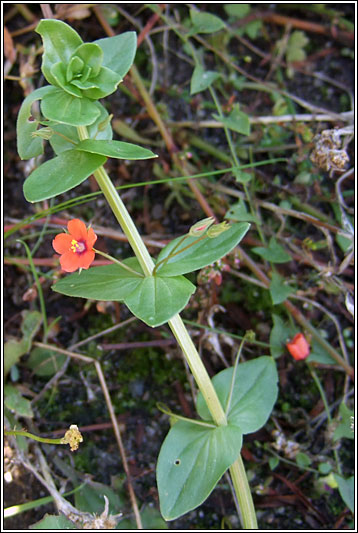 Scarlet Pimpernel, Anagallis arvensis