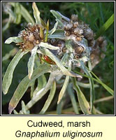 Cudweed, marsh, Gnaphalium uliginosum