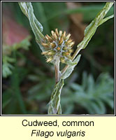 Cudweed, common, Filago vulgaris