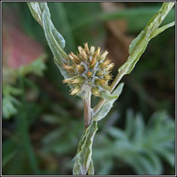 Common Cudweed, Filago germanica