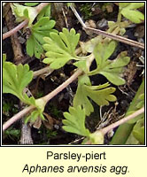 Parsley-piert, Aphanes arvensis agg