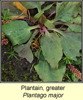 Plantain, greater, Plantago major