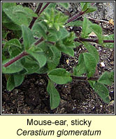 Mouse-ear, Sticky, Cerastium glomeratum