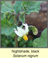 Nightshade, Black, Solanum nigrum