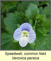 Speedwell, Common Field-speedwell, Veronica persica