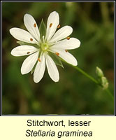 Stitchwort, lesser, Stellaria graminea