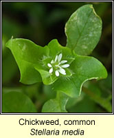 Chickweed, common, Stellaria media