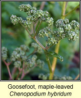 Goose-foot, maple-leaved, Chenopodium hybridum