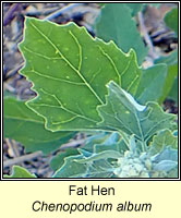 Fat Hen, Chenopodium album