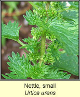 Nettle, small, Urtica urens