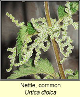 Nettle, common, Urtica dioica
