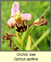 Orchid, Bee, Ophrys apifera