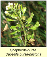 Shepherds-purse, Capsella bursa-pastoris