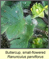 Buttercup, small-flowered, Ranunculus parviflorus