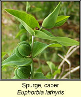 Spurge, caper, Euphorbia lathyris