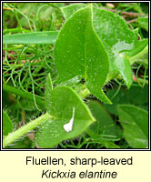 Fluellen, sharp-leaved, Kickxia elantine