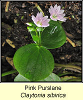 Pink Purslane, Claytonia sibirica