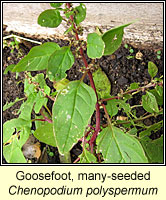 Goosefoot, many-seeded, Chenopodium polyspermum