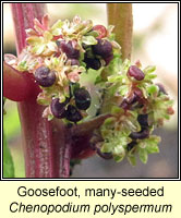 Goosefoot, many-seeded, Chenopodium polyspermum