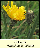 Cat's-ear, Hypochaeris radicata