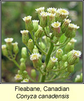 Fleabane, Canadian